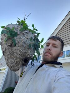 A Milltown Pest Control LLC technician in a protective suit holding a very large wasp nest after removal in Derry, NH.