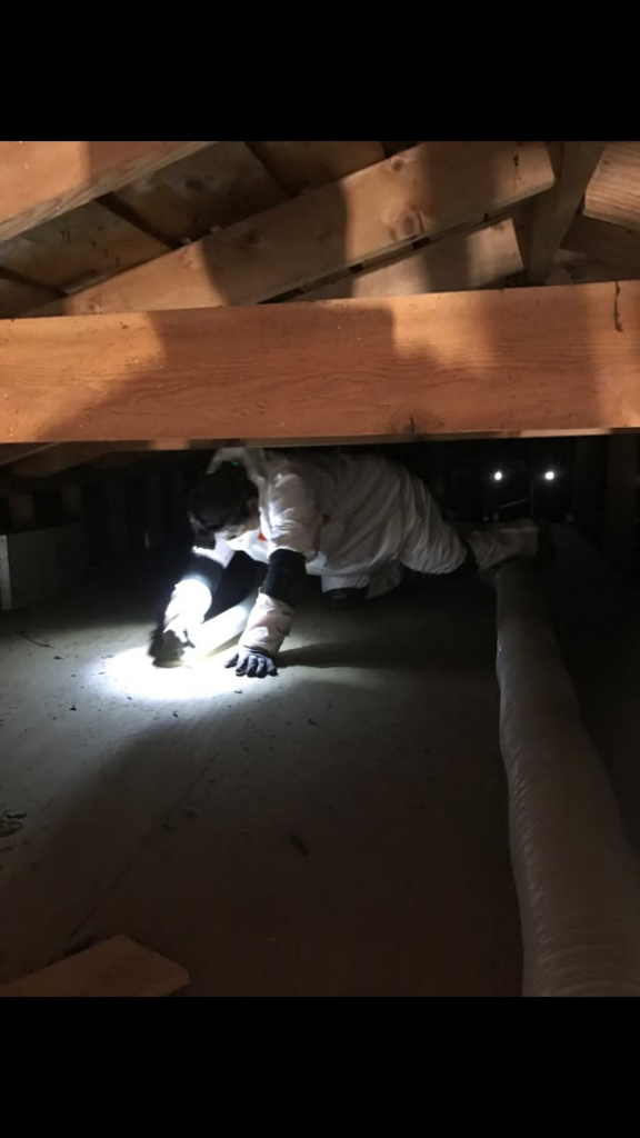A technician in a protective suit inspecting a dark attic for pests or contamination at Eco Energy Bay Area in Oakland, CA.