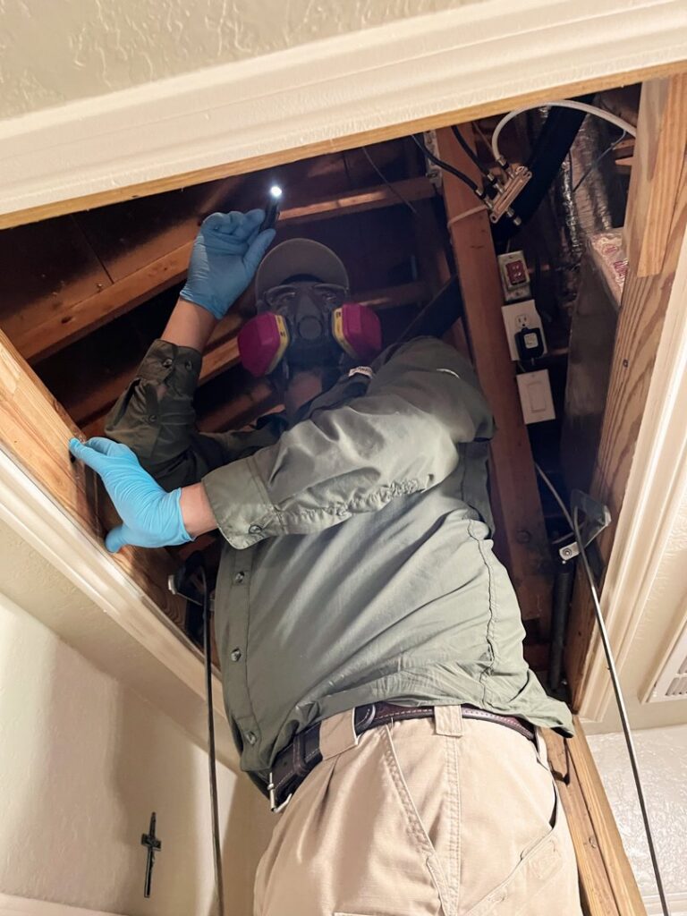 A pest control technician from Rat King Pest Control inspecting an attic with a flashlight in San Antonio, TX.