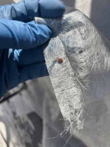 A technician in blue gloves inspecting a bed bug found on fabric for Spartina Pest Management in Port Royal, SC.