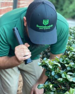 A Sustainable Pest Systems technician inspecting bushes for pests with a flashlight in Raleigh, NC.