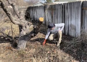 A PestEx Idaho technician inspecting the ground near a tree stump, possibly for pests or wildlife, in Boise, ID.