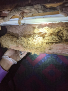 A technician inspecting heavily infested attic insulation with a flashlight for Integrity Pest Solutions in Brunswick, ME.