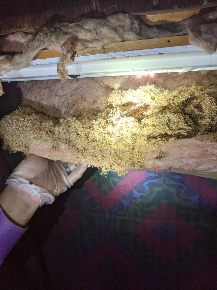 A technician inspecting heavily infested attic insulation with a flashlight for Integrity Pest Solutions in Brunswick, ME.