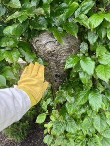 A technician's gloved hand next to a large wasp nest in a bush, demonstrating wildlife and pest control by All Pest of Syracuse in East Syracuse, NY.