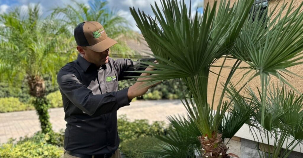 A Sorko Services technician inspecting a palm tree for signs of pests or disease in Sanford, FL.