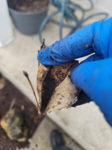 A pest control technician wearing a blue glove inspecting a dried leaf filled with small black insects, part of a service by Pro Barrier Pest Control LLC in Aurora, IL.