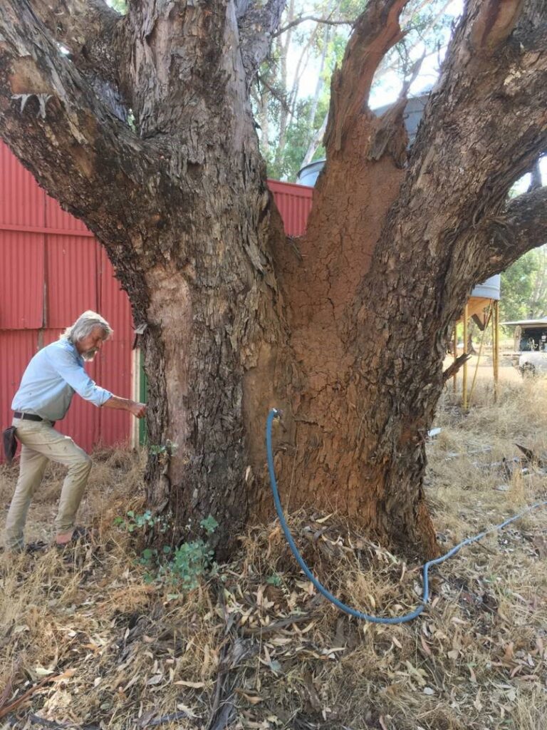 A Stewarts Pest Control Perth, WA technician inspecting a large tree for termite activity and mudding on its trunk.