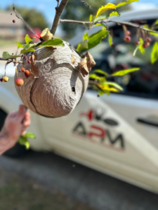 An APM Advanced Pest Management technician inspecting a large wasp nest on a tree branch in Rio Grande, NJ.