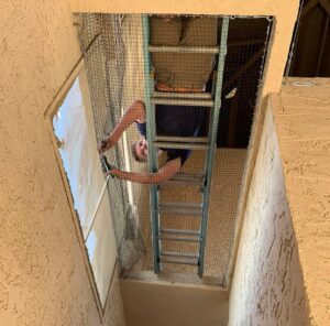 A technician installing bird exclusion netting in an enclosed area, a specialized service from Pigeon Control Phoenix AZ in Glendale, AZ.