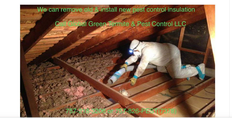 A technician installing pest control insulation in an attic for Global Green Termite & Pest Control LLC in Hampton, VA.