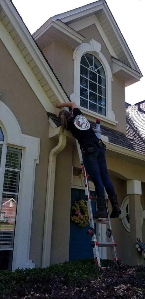 A technician on a ladder inspecting a roofline for potential wildlife entry points, a service provided by Varmint Eviction Wildlife Removal Services in Tallahassee, FL.