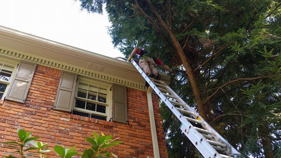 A technician from Xceptional Wildlife Removal Jacksonville, FL, on a ladder inspecting a roofline for wildlife entry points.