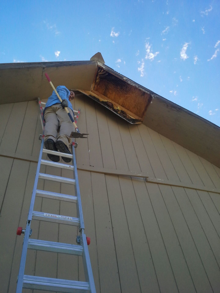 A technician on a ladder removing a damaged eave, likely for wildlife exclusion, by Southwest Pest Solutions in Tucson, AZ