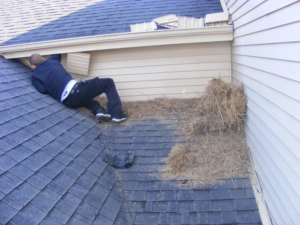 An ACS Animal Removal technician in Cincinnati, OH, on a roof near a large pile of animal nesting material, indicating wildlife exclusion work.