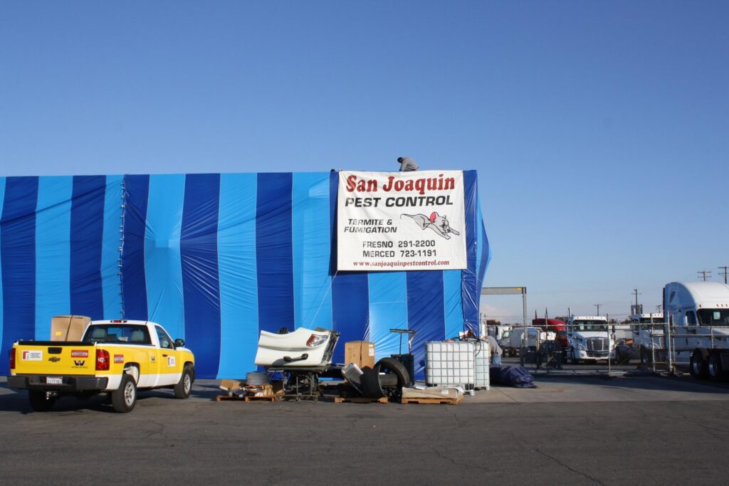 A technician on the roof of a building covered in blue and white fumigation tarps by San Joaquin Pest Control in Fresno, CA.