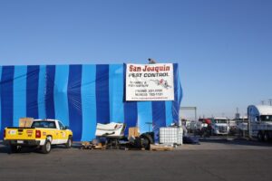 A technician on the roof of a building covered in blue and white fumigation tarps by San Joaquin Pest Control in Fresno, CA.