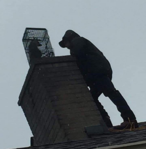 An ACS Animal Removal technician in Cincinnati, OH, on a roof with a wildlife trap placed on a chimney.