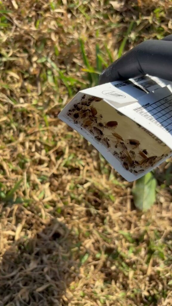A Sure Shot Pest Solutions technician placing a rodent bait station for pest control services in Fort Lauderdale, FL.