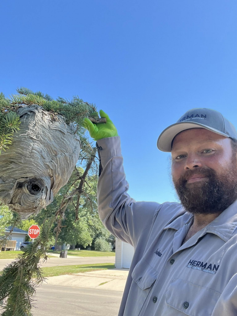 A Herman Pest Control Services technician in Minot, ND, pointing at a large wasp nest in a tree.