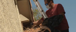 A technician on a ladder removing a bird's nest from a roof eave, a service provided by Pro Bird Control Toledo, OH.