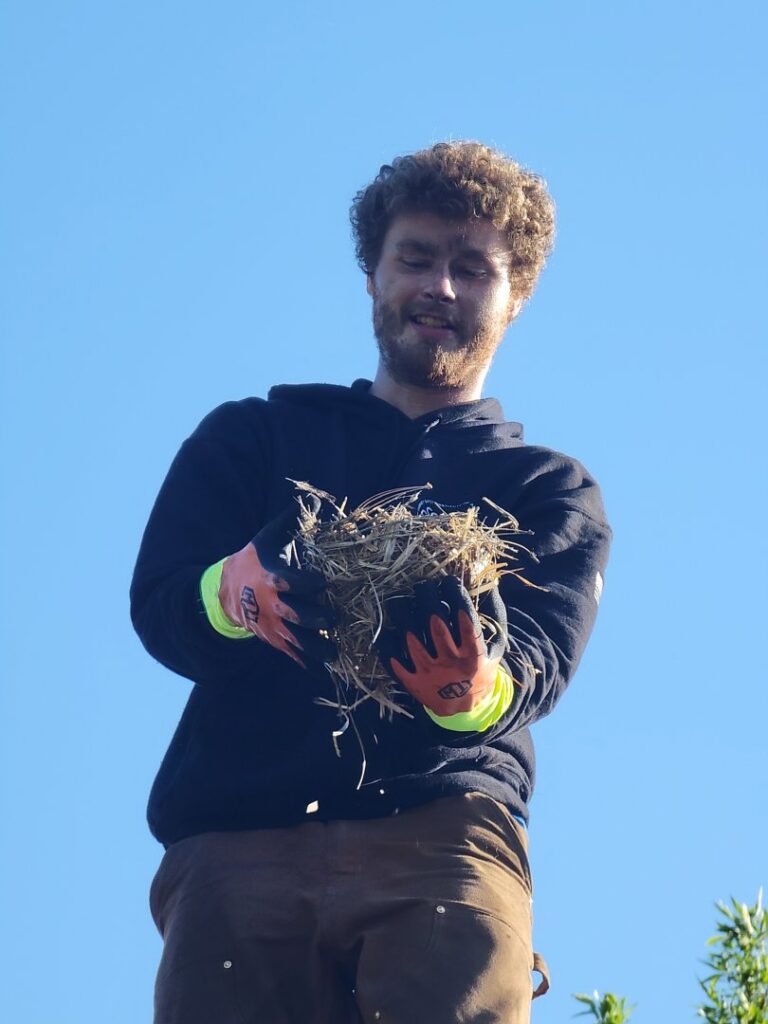 A Chimney Wizards LLC technician holding a bird's nest removed from a chimney, providing animal removal service in Orofino, ID.