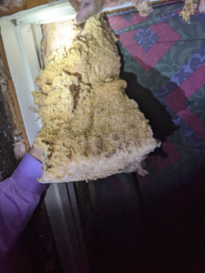 A technician removing pest-infested insulation during a service by Integrity Pest Solutions in Brunswick, ME.