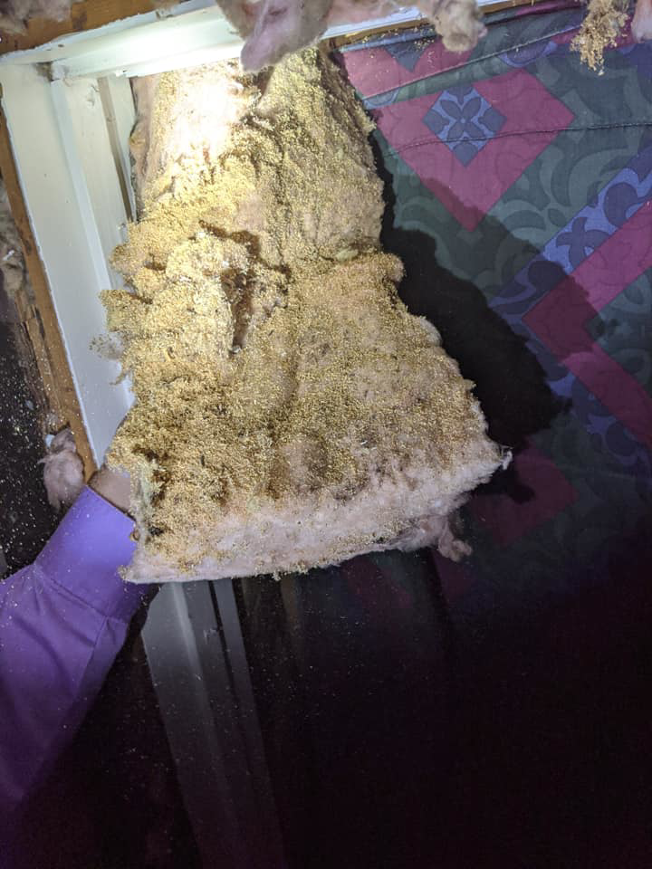 A technician removing pest-infested insulation during a service by Integrity Pest Solutions in Brunswick, ME.
