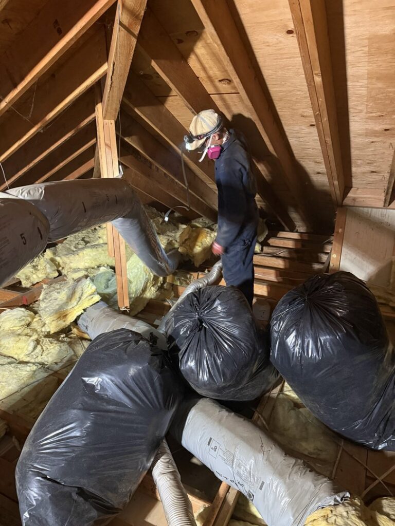 A technician in protective gear removing insulation from an attic for BeeCal Pest Management in Los Angeles, CA