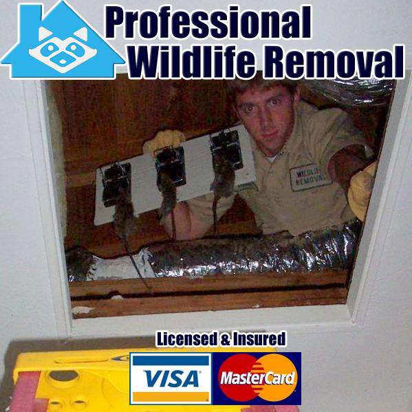 A technician from Wildlife Removal Pro Utica, NY, removing rats from an attic space during a pest control job.