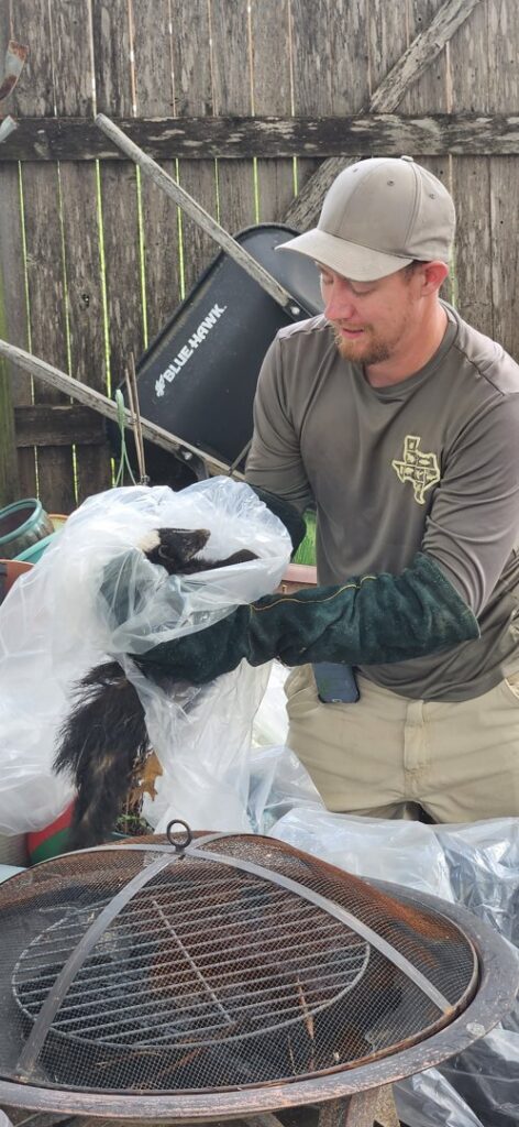 A Pest Trappers technician wearing protective gloves, carefully removing a skunk contained in a plastic bag in San Antonio, TX.