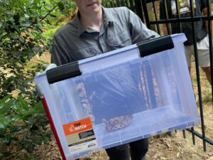 A Massey Services, Inc. technician safely removing a snake in a clear container in Melbourne, FL.