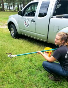 A technician kneeling in the grass, safely removing a snake with a grabber tool for Varmint Eviction Wildlife Removal Services in Tallahassee, FL.