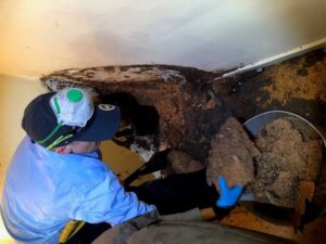 A Stewarts Pest Control Perth, WA technician actively removing a large section of termite nest from a ceiling or wall cavity.