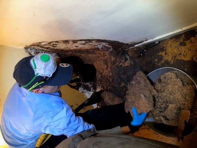 A Stewarts Pest Control Perth, WA technician actively removing a large section of termite nest from a ceiling or wall cavity.