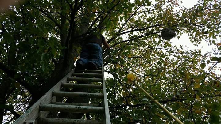 A D&J Pest Control technician on a ladder removing a large wasp nest from a tree in Georgetown, KY.