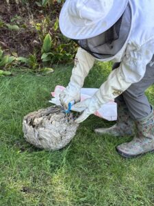 A technician in protective gear removing a large wasp or hornet nest from the ground for Grenier's Pest Control in Essex Junction, VT.