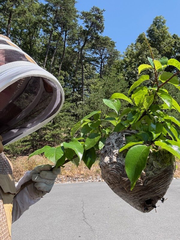 A PestGoat, llc. technician in a protective suit removing a large wasp nest from a tree in Fort Ashby, WV.