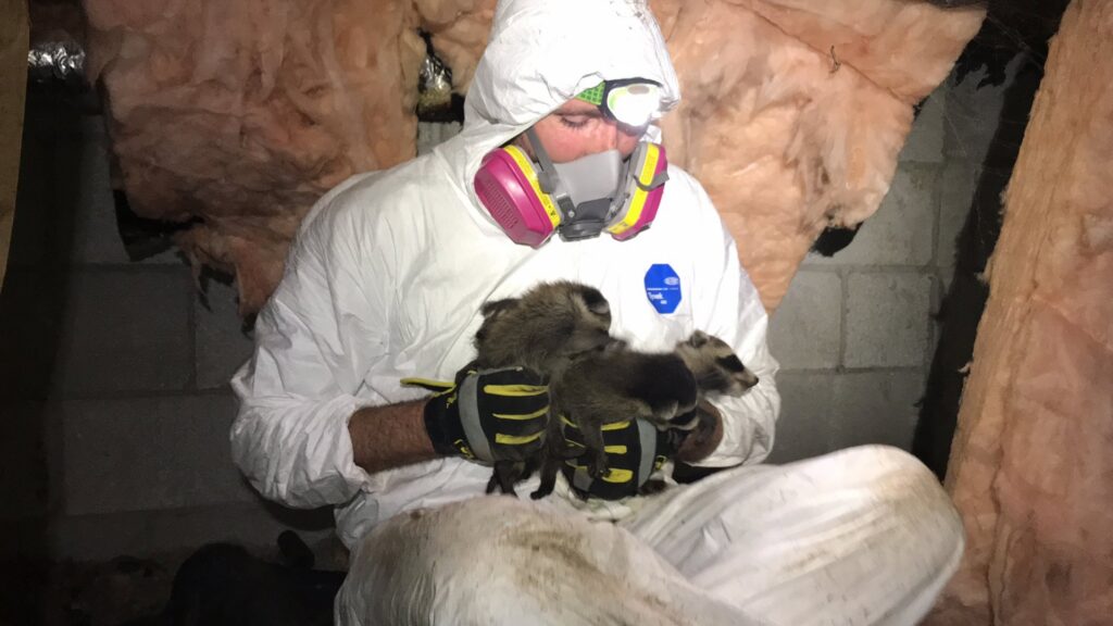 A Complete Animal Removal USA technician in a hazmat suit rescuing baby raccoons from an attic in Louisville, KY.