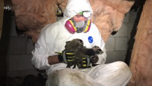 A Complete Animal Removal USA technician in a hazmat suit rescuing baby raccoons from an attic in Louisville, KY.