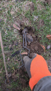 A technician setting a mole trap in the ground for pest control at Armstrong's Wildlife Solutions in Rochester, NY.