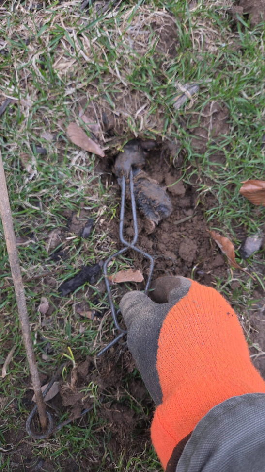 A technician setting a mole trap in the ground for pest control at Armstrong's Wildlife Solutions in Rochester, NY.