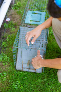 A pest control technician setting a live animal trap for wildlife removal services at Advanced Pest Control Solutions in Youngstown, OH.