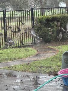 A Mosquito Hunters of Austin - Round Rock - Pflugerville technician spraying a bush for mosquito control in Austin, TX.