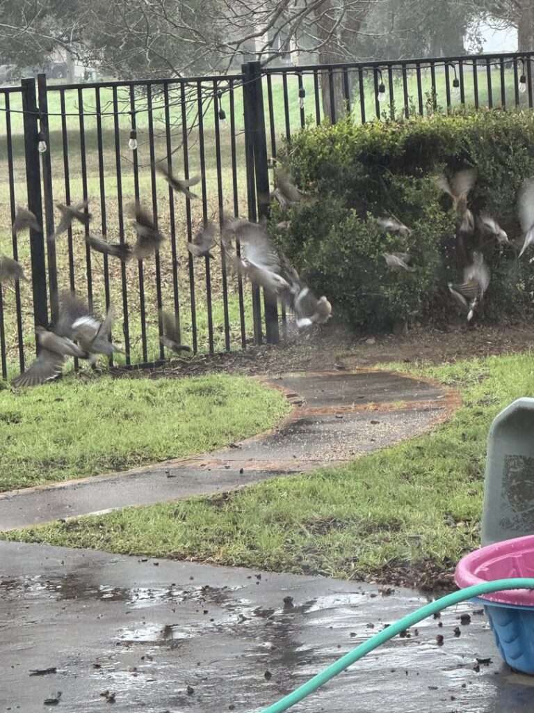A Mosquito Hunters of Austin - Round Rock - Pflugerville technician spraying a bush for mosquito control in Austin, TX.