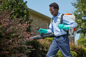 A HomeTeam Pest Defense technician performing outdoor pest control by spraying bushes with a backpack sprayer in Longwood, FL.