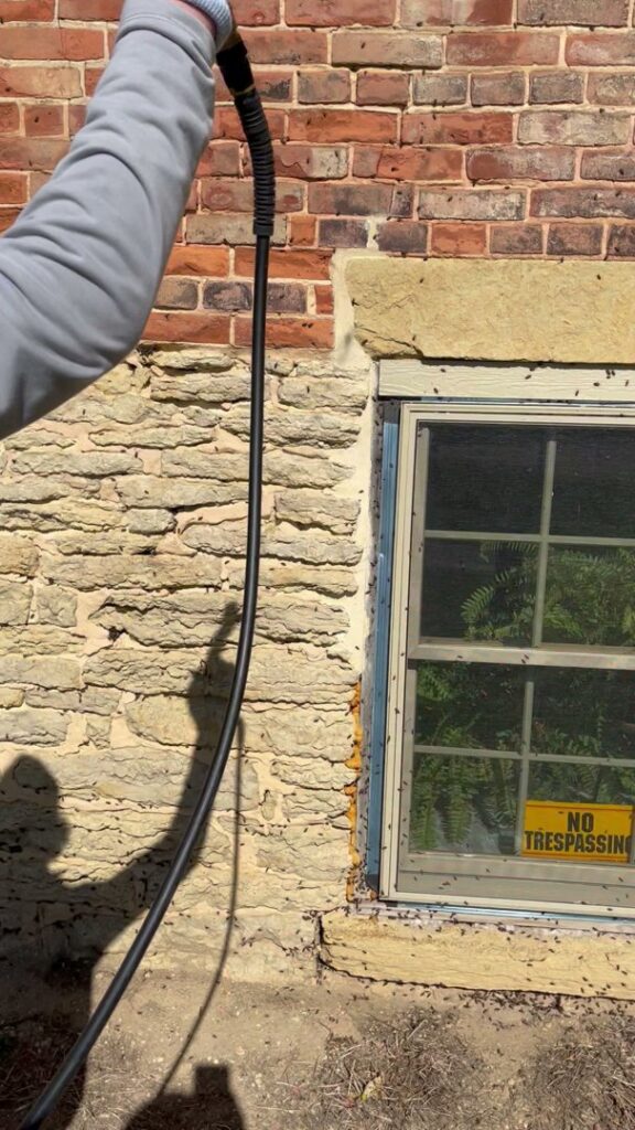 A pest control technician spraying a wall covered with insects near a window for Modern Solutions Pest Control in Rockford, IL.