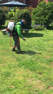 A technician spraying a lawn with a backpack sprayer for pest control services by Global Green Termite & Pest Control LLC in Hampton, VA.