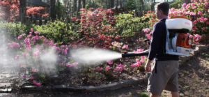 A technician from Operation Organic spraying plants for pest control in a garden in Memphis, TN.