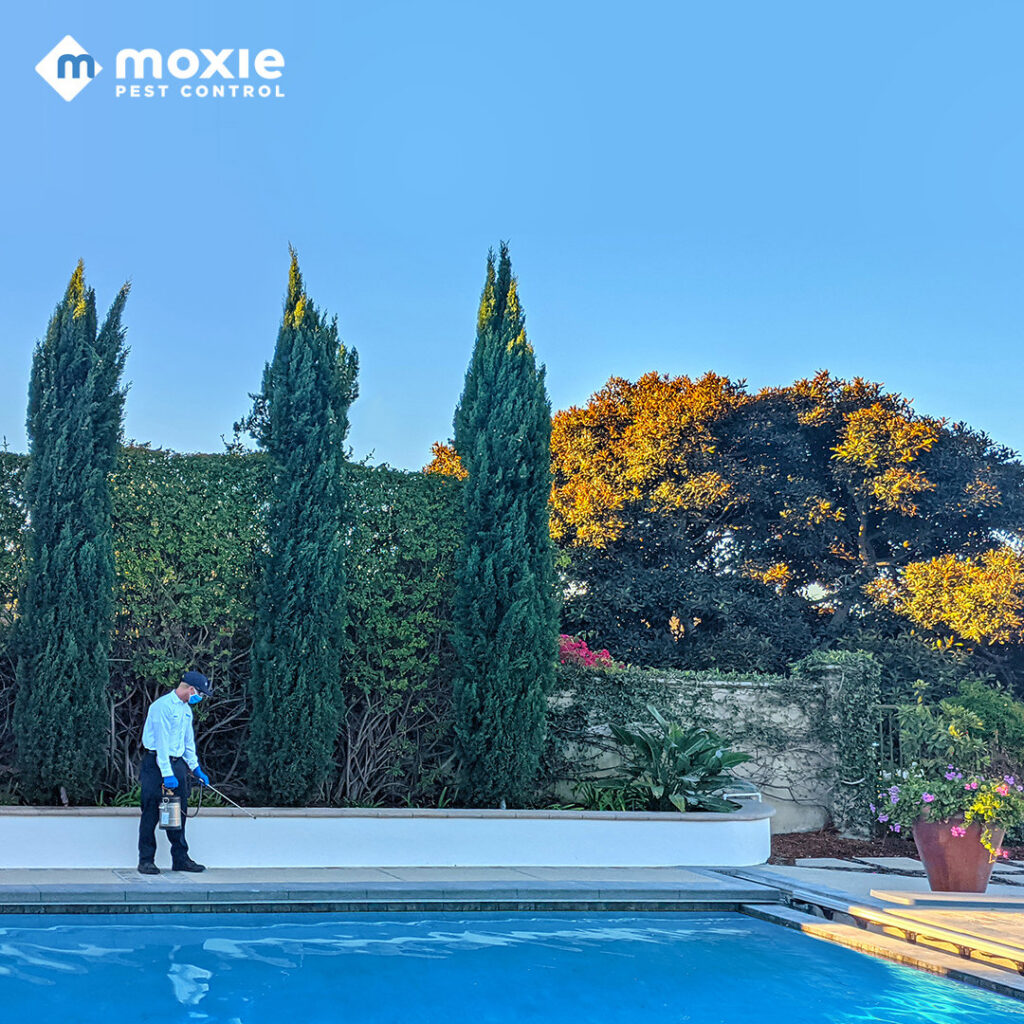 A Moxie Pest Control Bentonville technician spraying around a residential pool area for pest control in Springdale, AR.